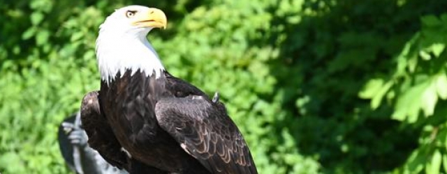 Ein Weißkopfseeadler in der Falknerei Schloss Schillingsfürst.