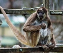 Jedes Tier soll als Individuum mit eigener Persönlichkeit angesehen werden. (Bild: Thomas Krytzner)