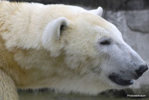 Eisbär hiter Glas