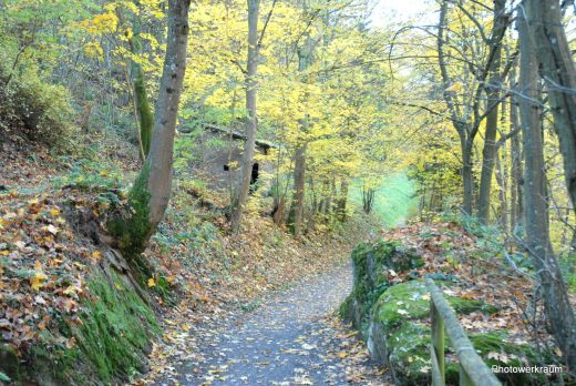 Im Wald an der Mosel